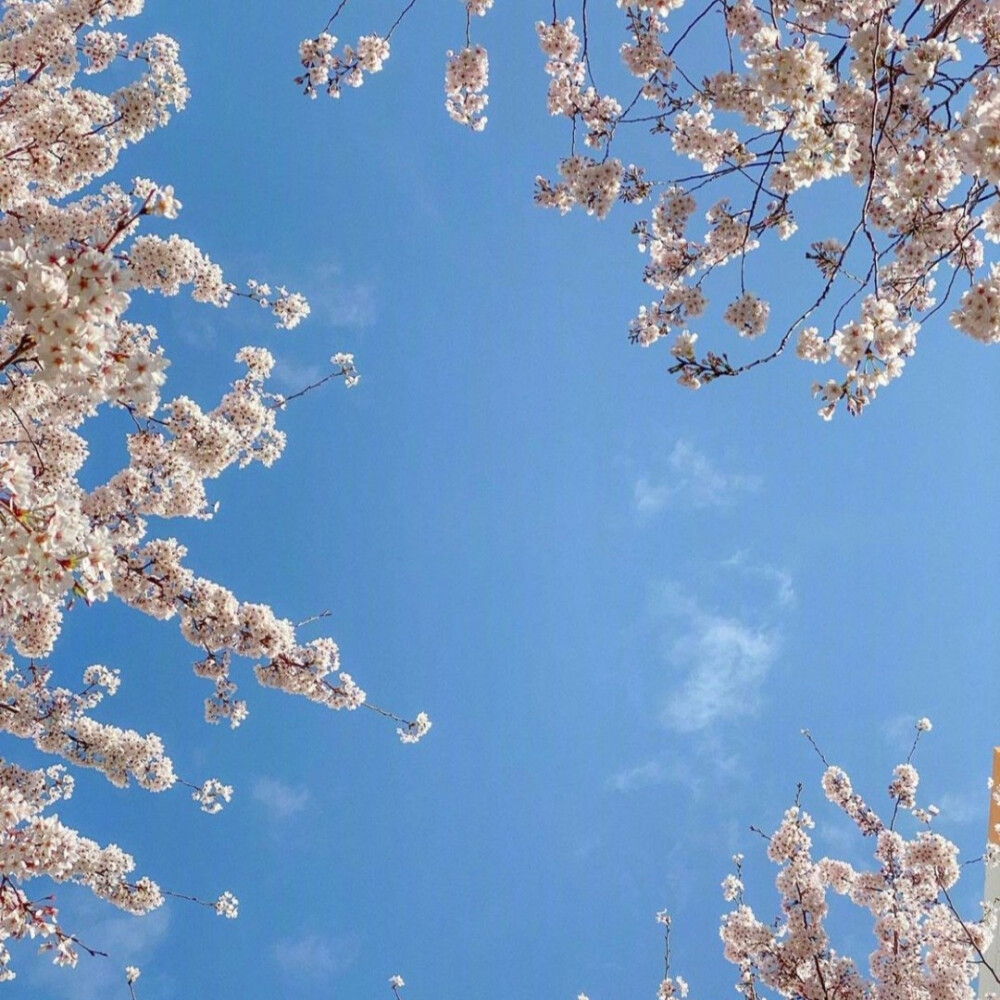 樱花背景图
摄影师 장동원 