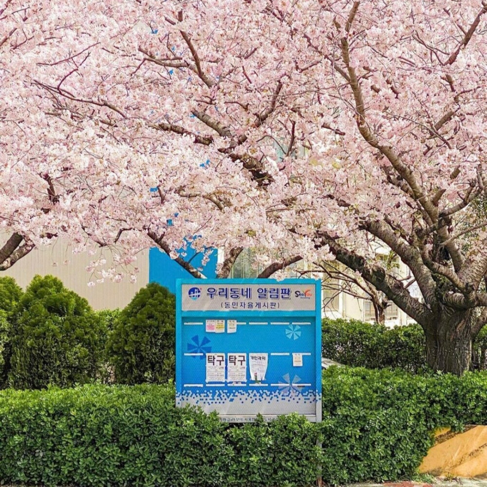 樱花背景图
摄影师 장동원 