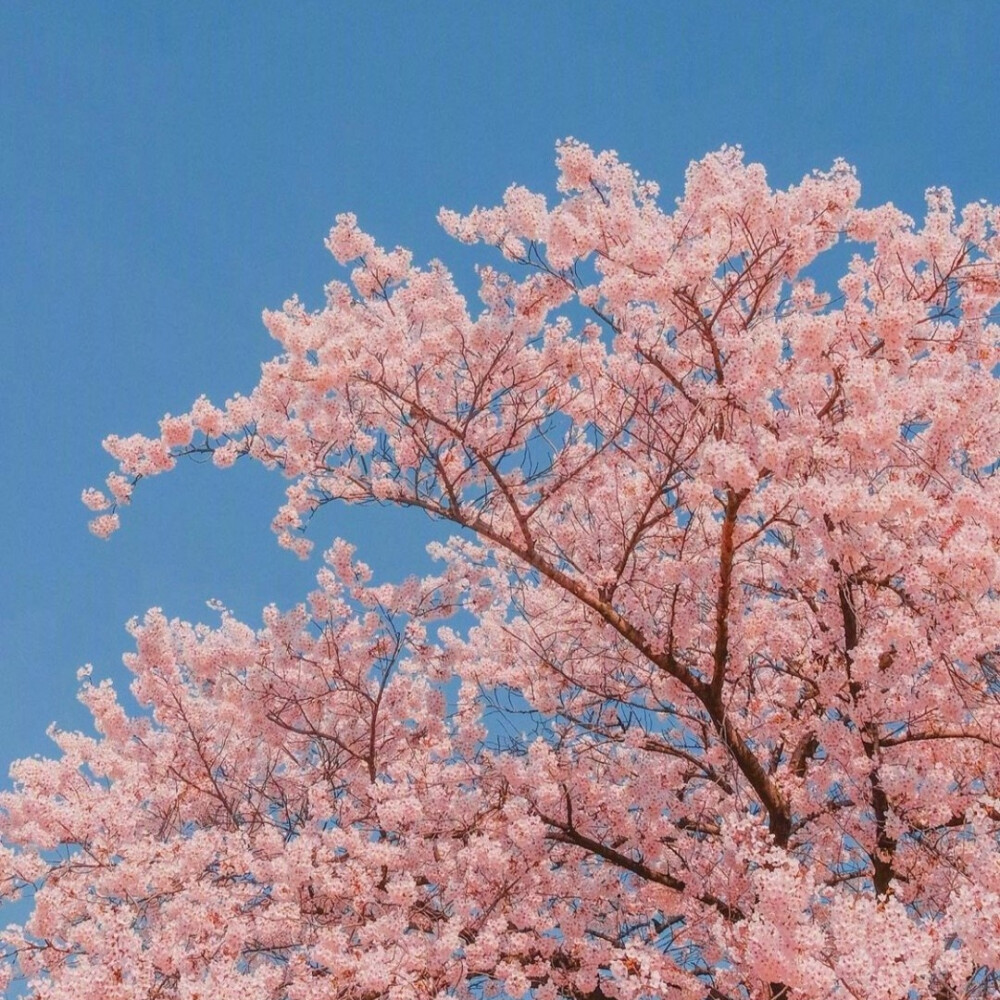 樱花背景图
摄影师 장동원 