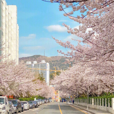 樱花背景图
摄影师 장동원 