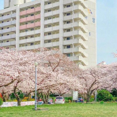 樱花背景图
摄影师 장동원 