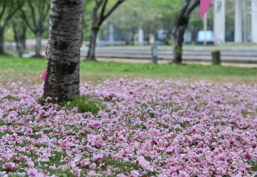 花落