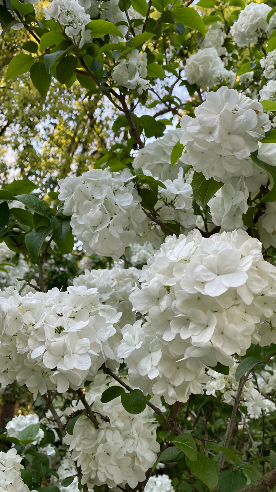 公园 花草 园艺 阳光 壁纸 