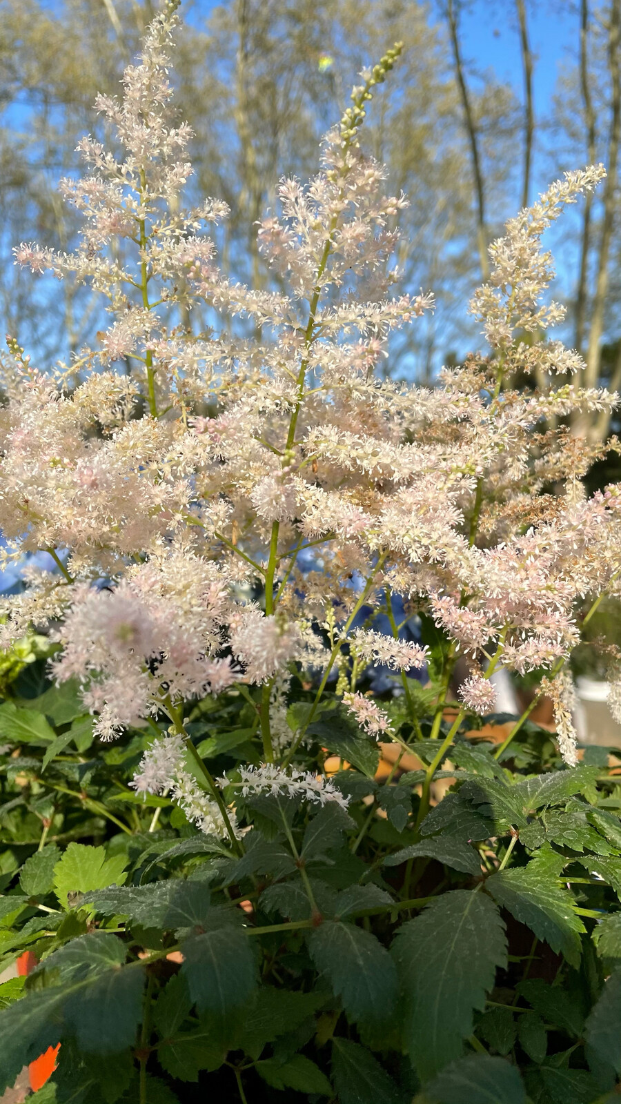 公园 花草 园艺 阳光 壁纸 