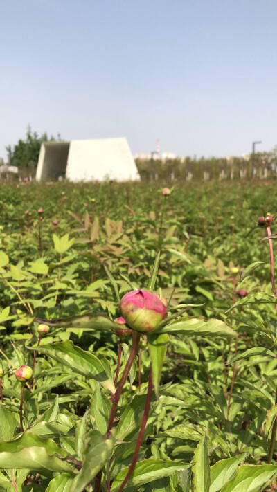 眼前一片芍药花骨朵儿海.