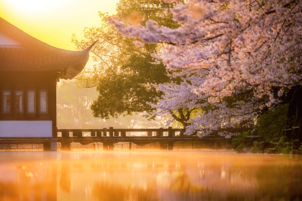 .
春风十里时，樱花漫盛世。
摄影渲染翌嘉 ​​​