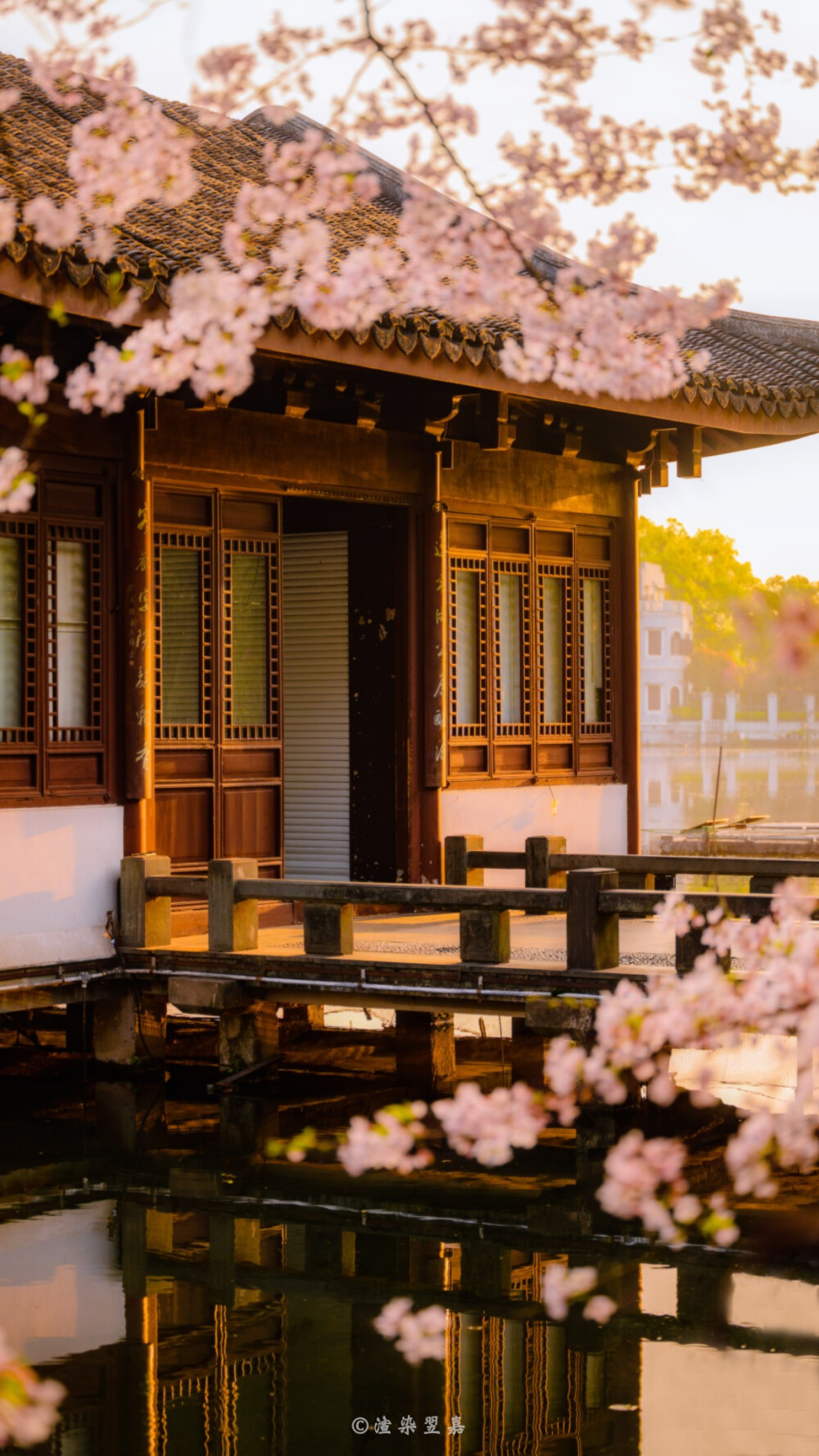 .
春风十里时，樱花漫盛世。
摄影渲染翌嘉 ​​​