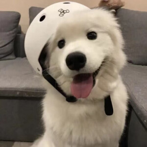 超萌的萌宠搞怪头像233