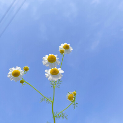 小野花花的春天 