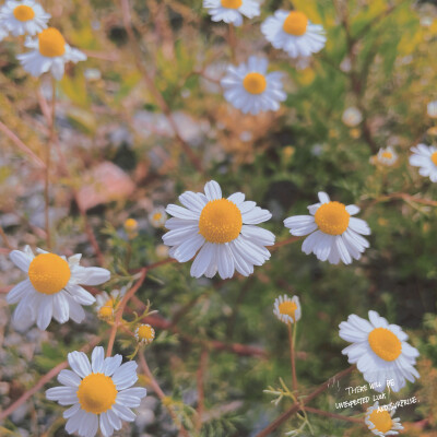 小野花花的春天 