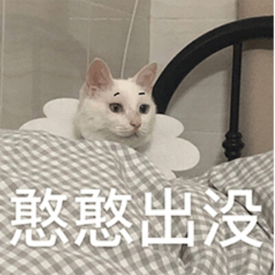 猫咪表情包（三）
侵权删