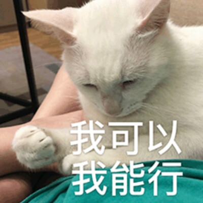 猫咪表情包（三）
侵权删