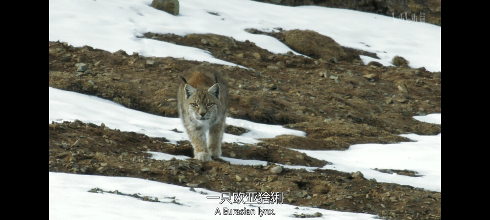 欧亚猞猁