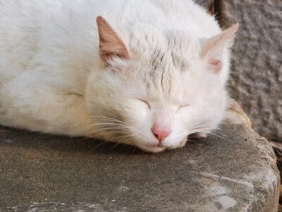 南师大的猫猫
三星