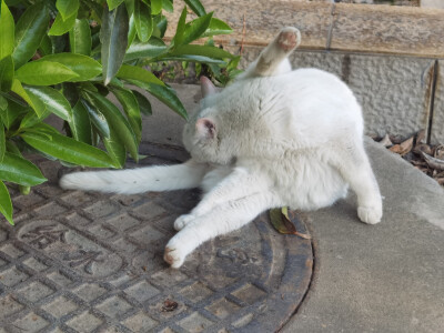 南师大的猫猫
三星