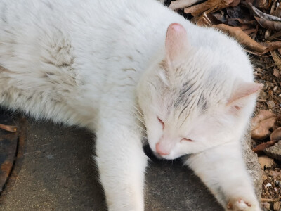 南师大的猫猫
三星