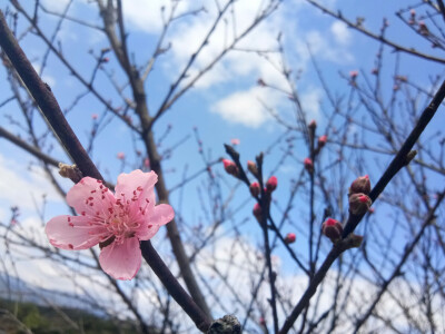 桃花开了