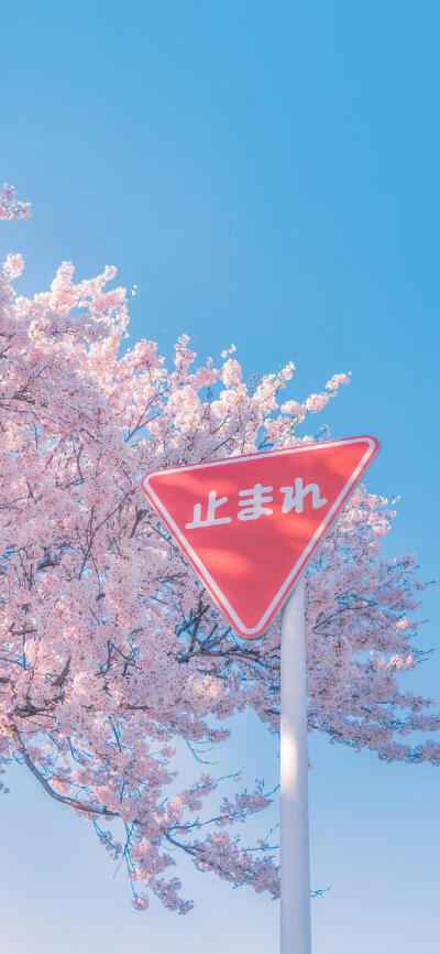 鲜花.天空.风景.