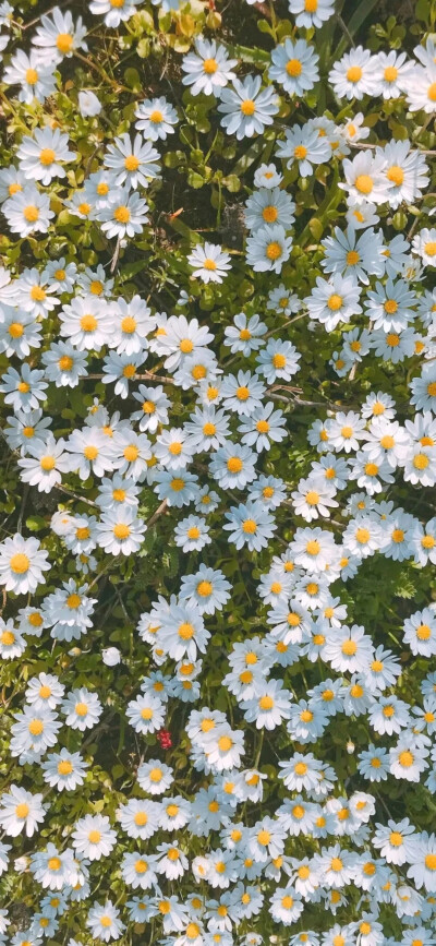 鲜花.天空.风景.