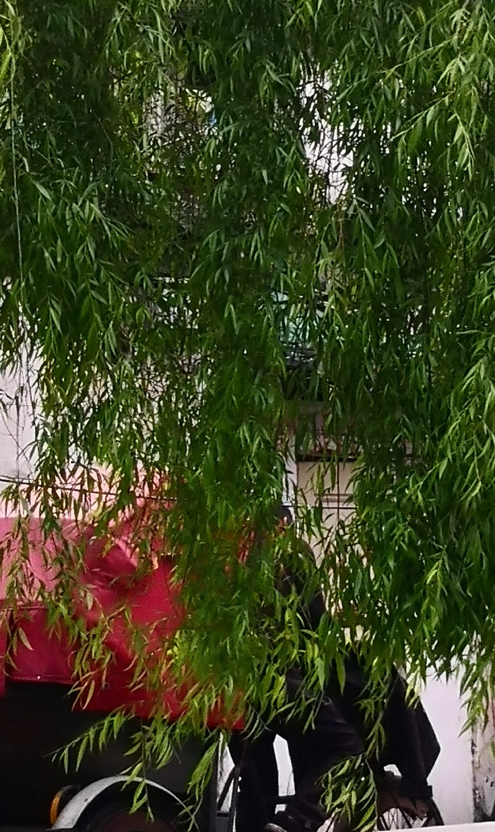 烟雨江南。苏州桃花坞。（自己拍的）