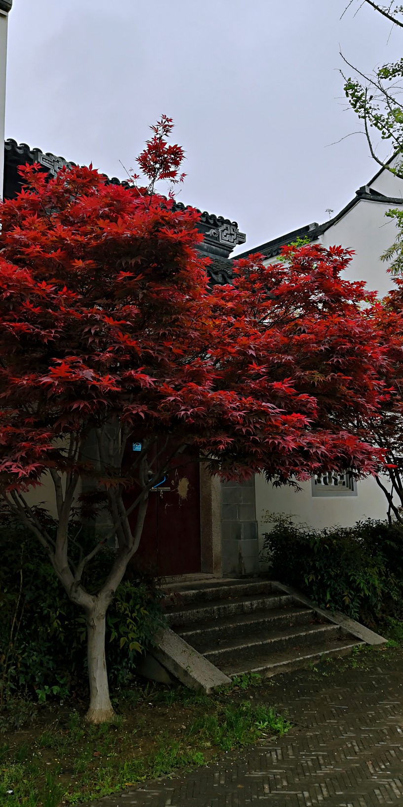 烟雨江南。苏州桃花坞。（自己拍的）