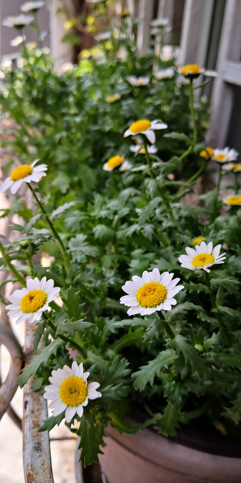 家里的花花草草（自己拍的）