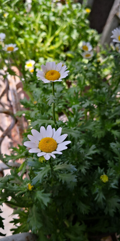 家里的花花草草（自己拍的）