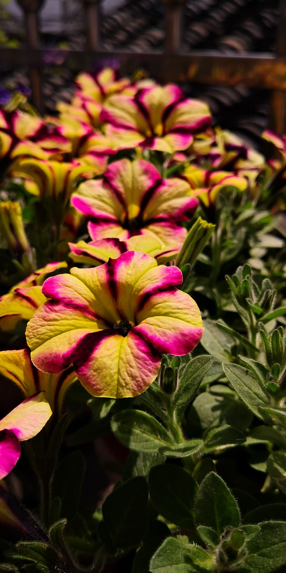 家里的花花草草（自己拍的）