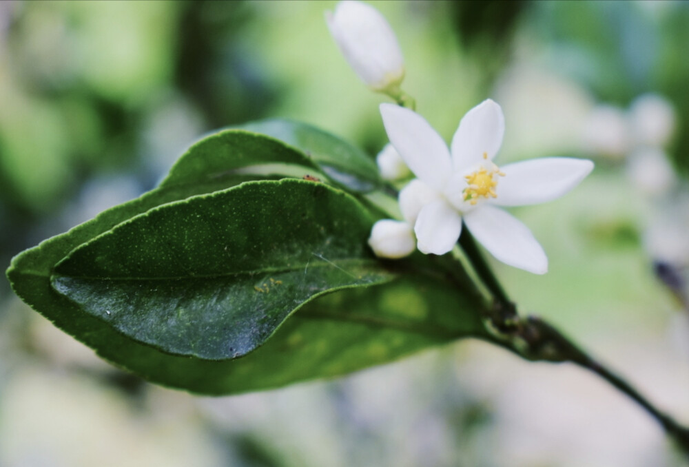 橘子花