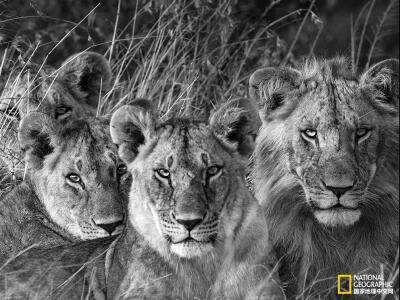 狮视眈眈
摄影师Paul Lynch在马赛马拉国家保护区（Masai Mara National Reserve）拍摄到了这张全家福。在旅行最后一天，在日出之前竟和奥吉姆伯狮群（Olkiombo pride）不期而遇！”Lynch捕捉到了这一家子玩耍…