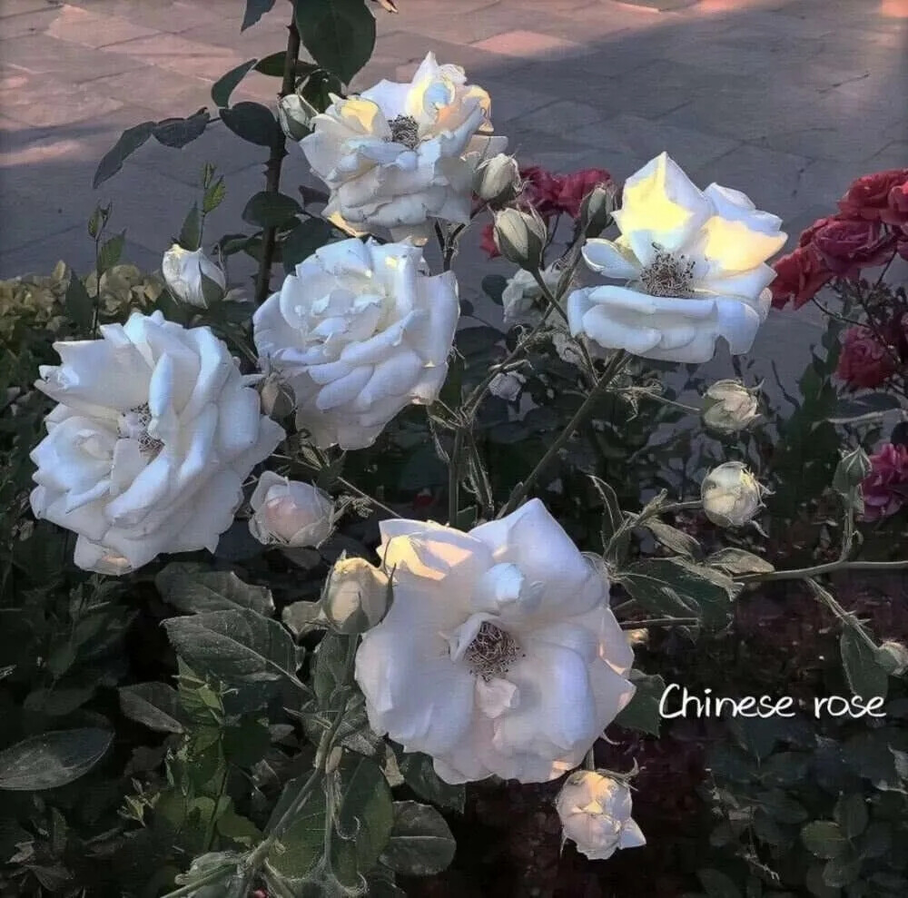 关于鲜花的背景图