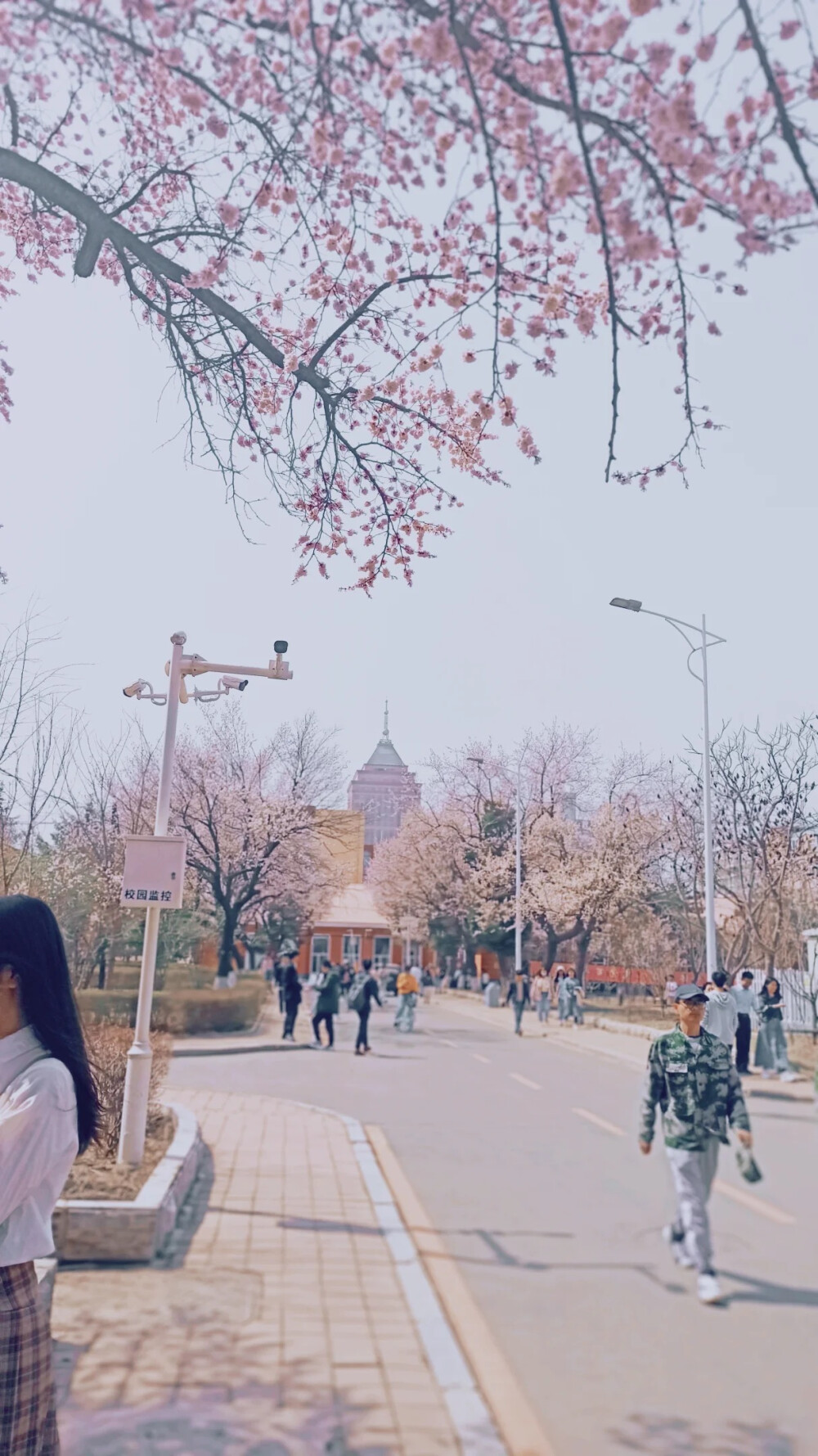  杏花节 杏花道 壁纸 摄影」