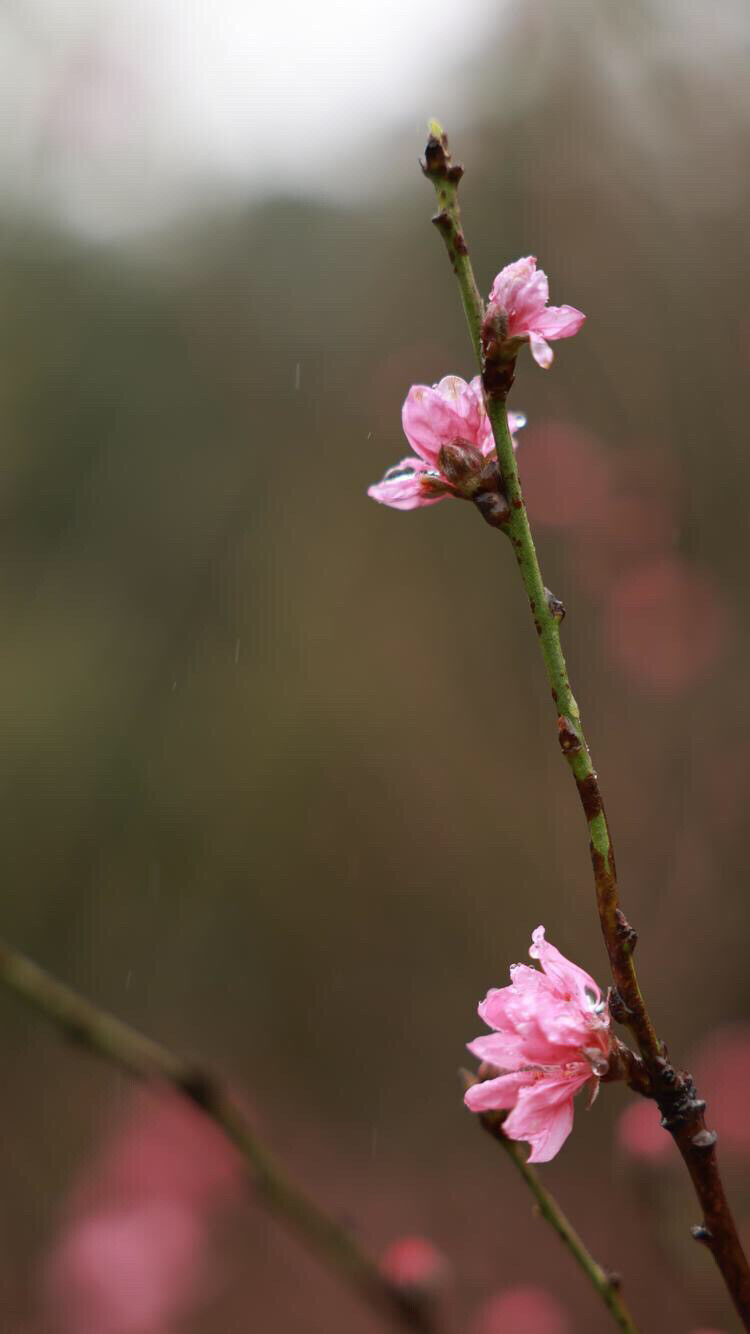 花卉