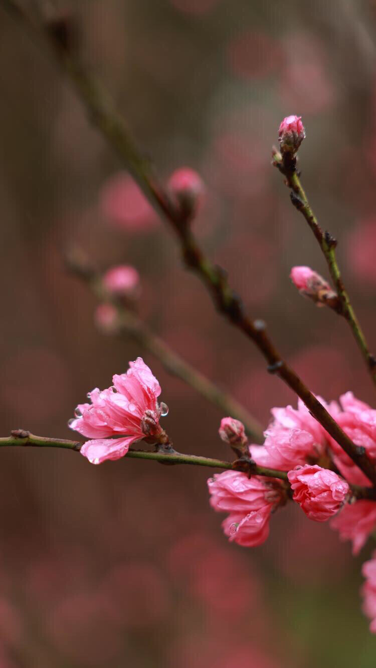 花卉