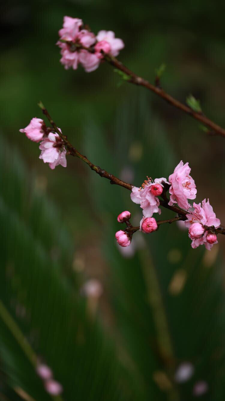 花卉