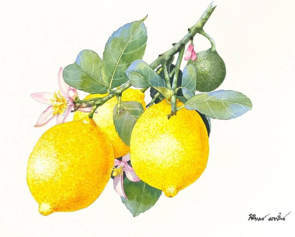 水彩画的这么精致真是没谁了 作者kitipong_maksin_artist