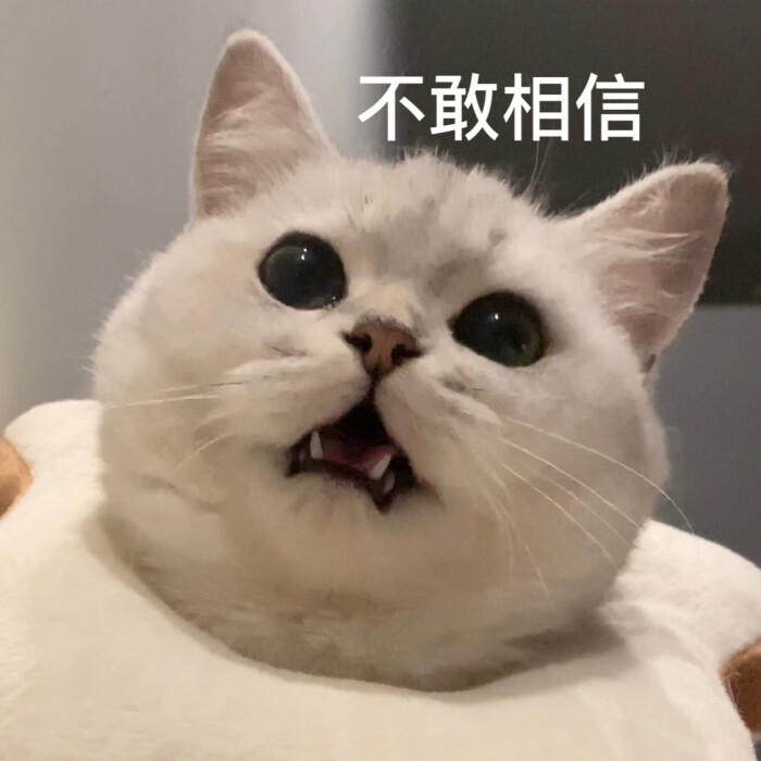 猫猫表情包