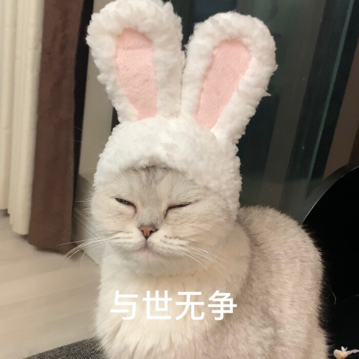 猫猫表情包