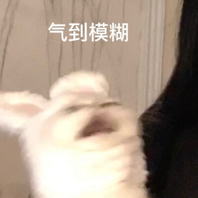 猫猫表情包