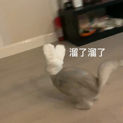 猫猫表情包