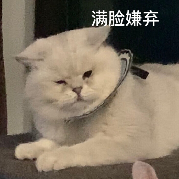 猫猫表情包