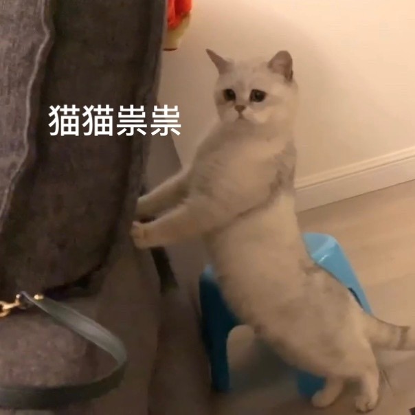 猫猫表情包