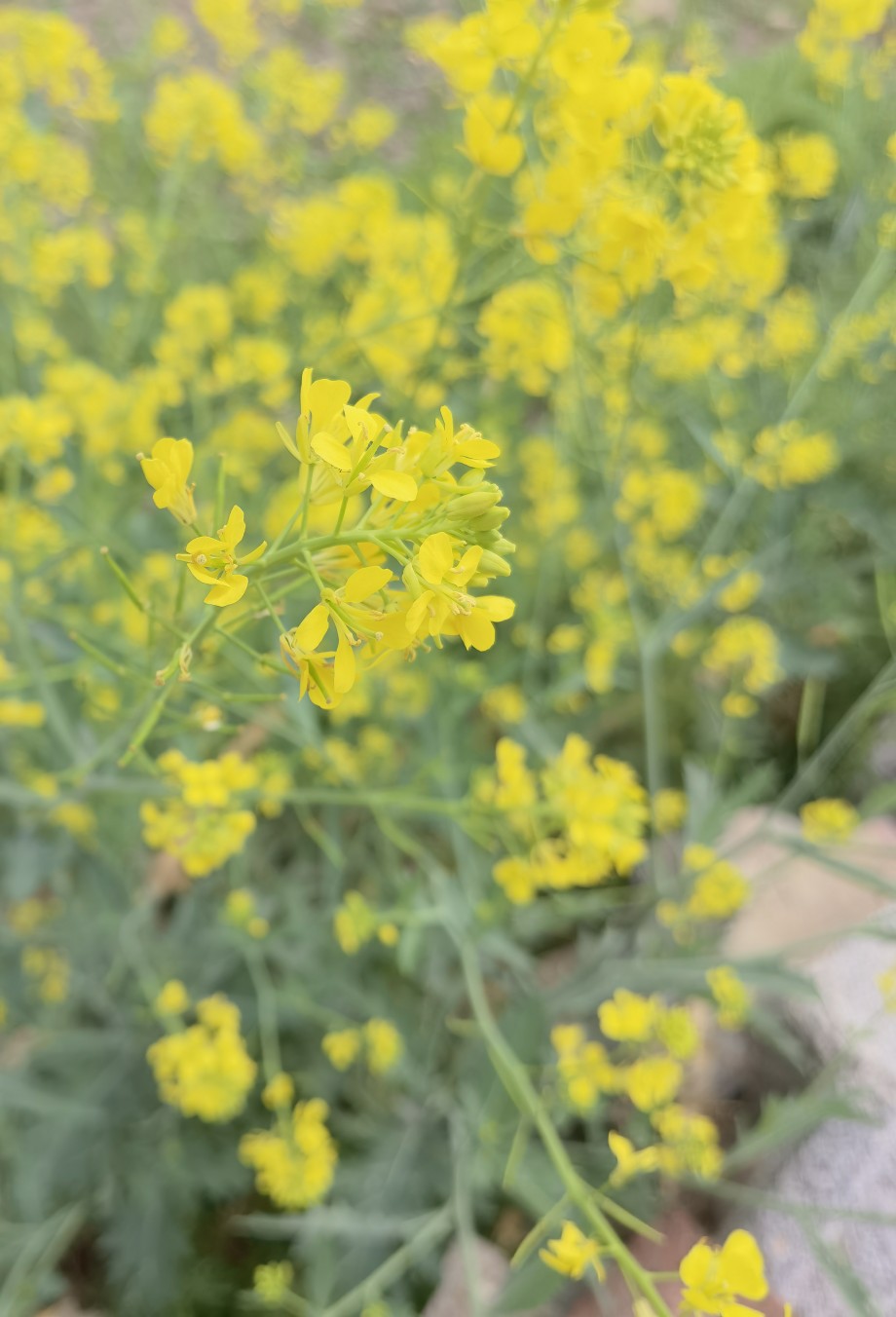 油菜花