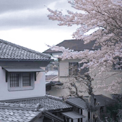 
（杨超越）海鸥不再眷恋大海