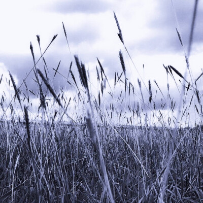 
（杨超越）海鸥不再眷恋大海