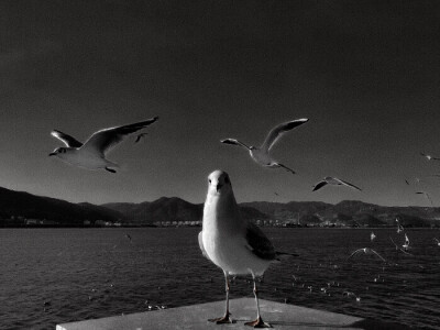 海的那邊還是*海嗎