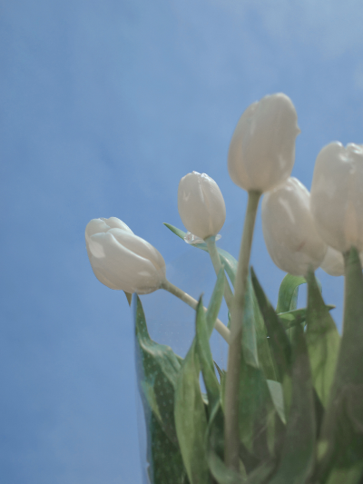 春天里的郁金香总能让世间多一份浪漫
（图源:部分来源weibo :七号，部分来源网络，侵删）