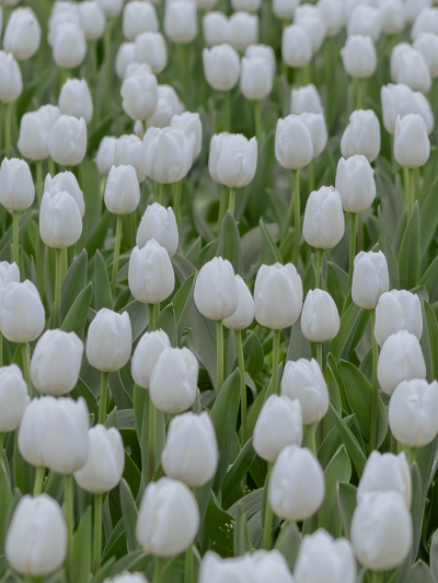 春天里的郁金香总能让世间多一份浪漫
（图源:部分来源weibo :七号，部分来源网络，侵删）