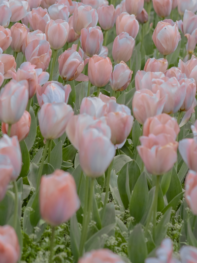 春天里的郁金香总能让世间多一份浪漫
（图源:部分来源weibo :七号，部分来源网络，侵删）