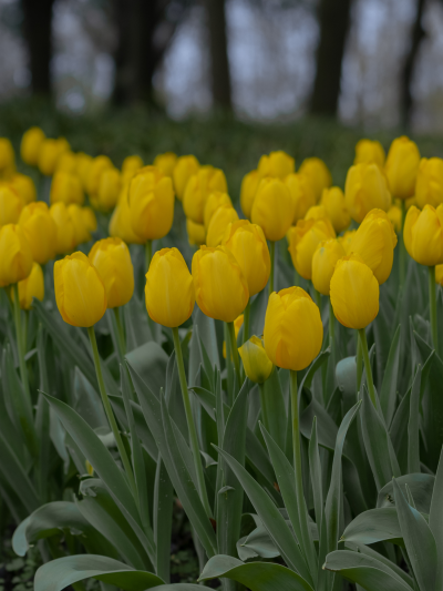 春天里的郁金香总能让世间多一份浪漫
（图源:部分来源weibo :七号，部分来源网络，侵删）